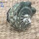Shell - Whelk