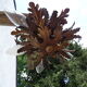 Gold metal leaf ceiling 6 bulbs
