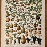 Lithograph on fruits (almond) - 1900