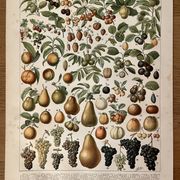 Lithograph on fruits (almond) - 1900