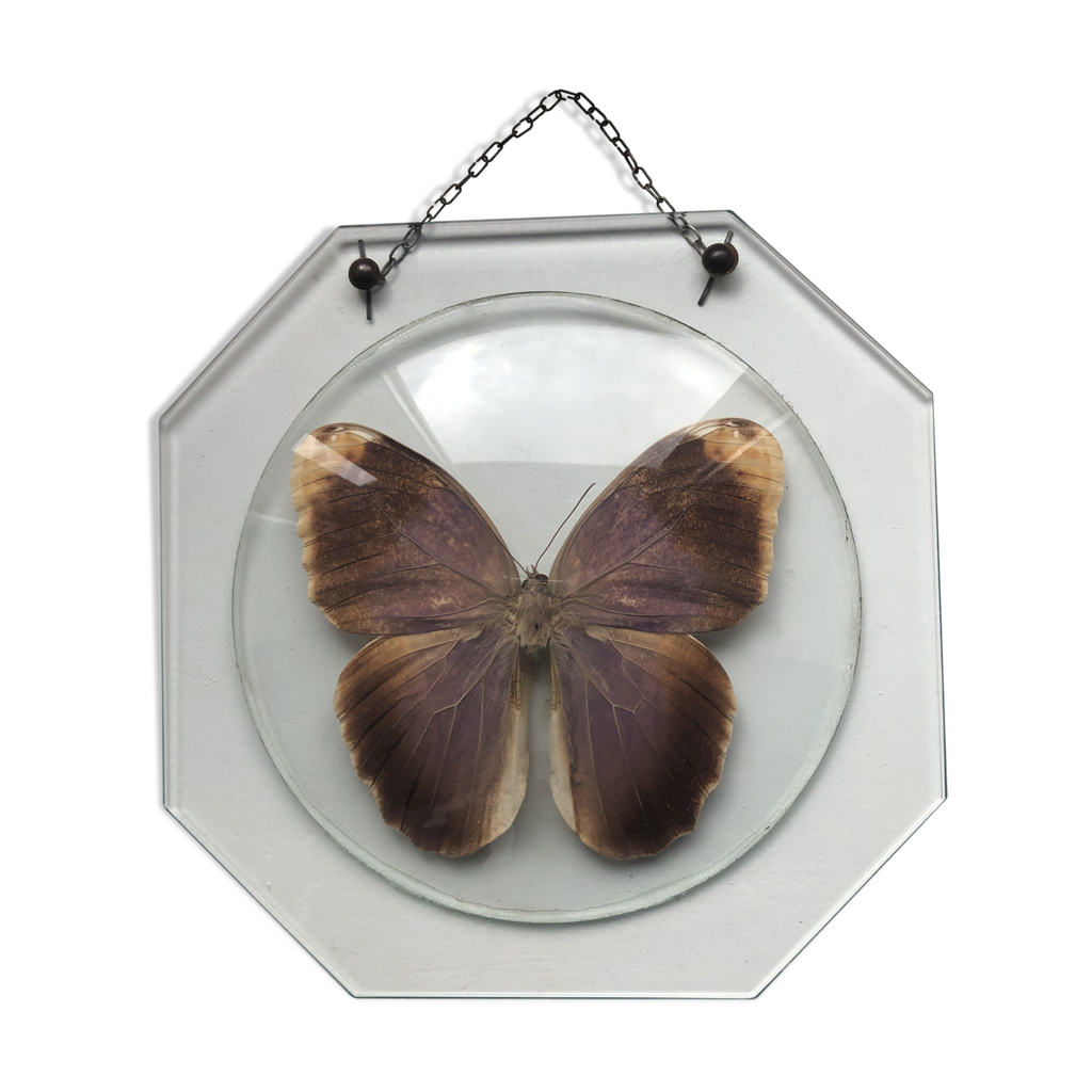 Papillon naturalisé sous globe de verre bombé | Selency
