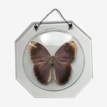 Papillon naturalisé sous globe de verre bombé