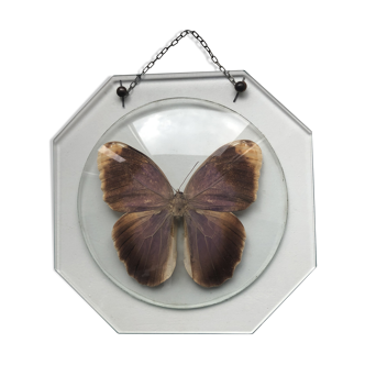 Naturalized butterfly under bulging glass globe