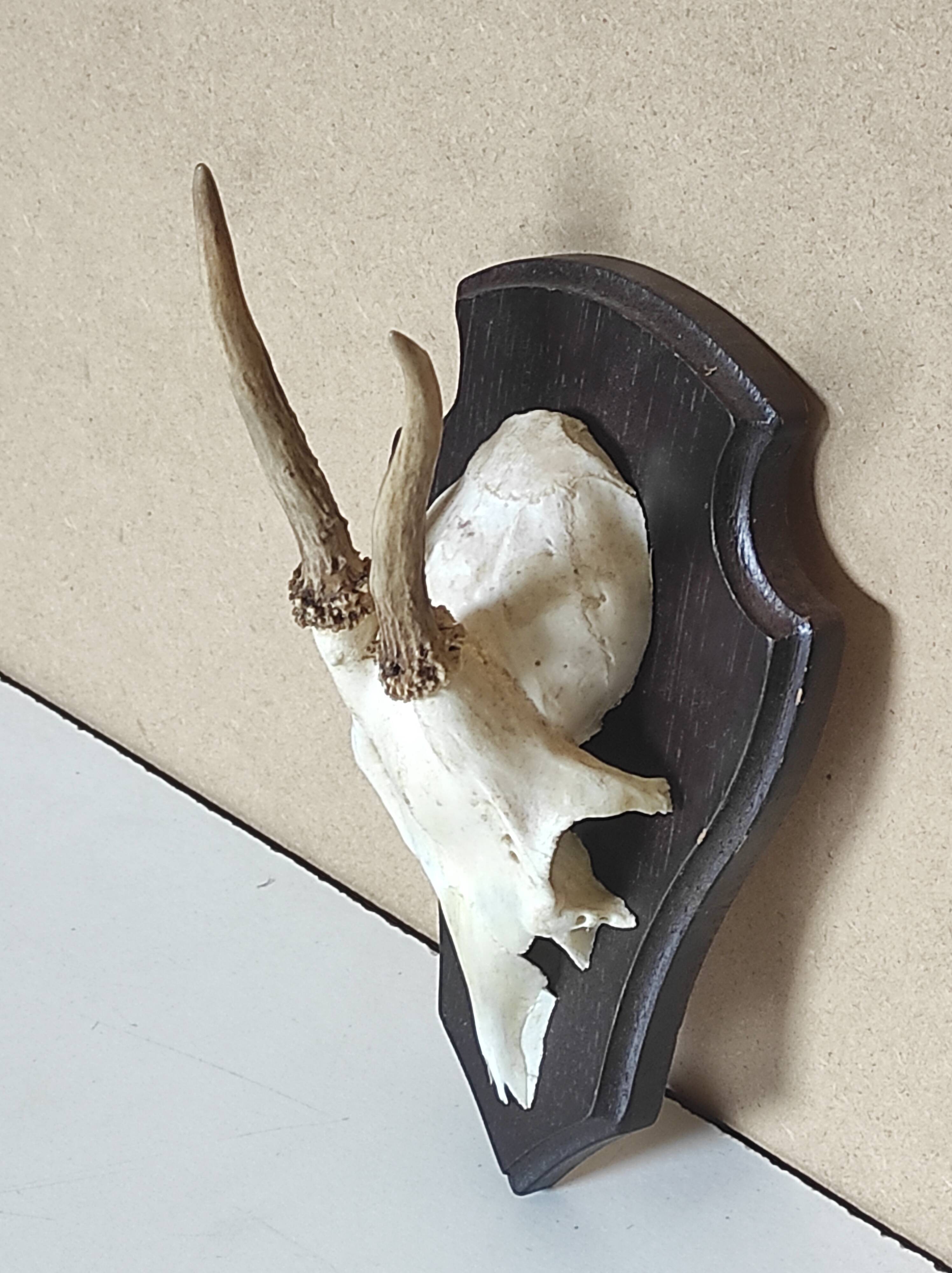 Massacre young deer hunting trophy on dark varnished oak wood crest