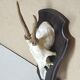 Massacre young deer hunting trophy on dark varnished oak wood crest