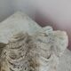 Ancient coral scallop shell
