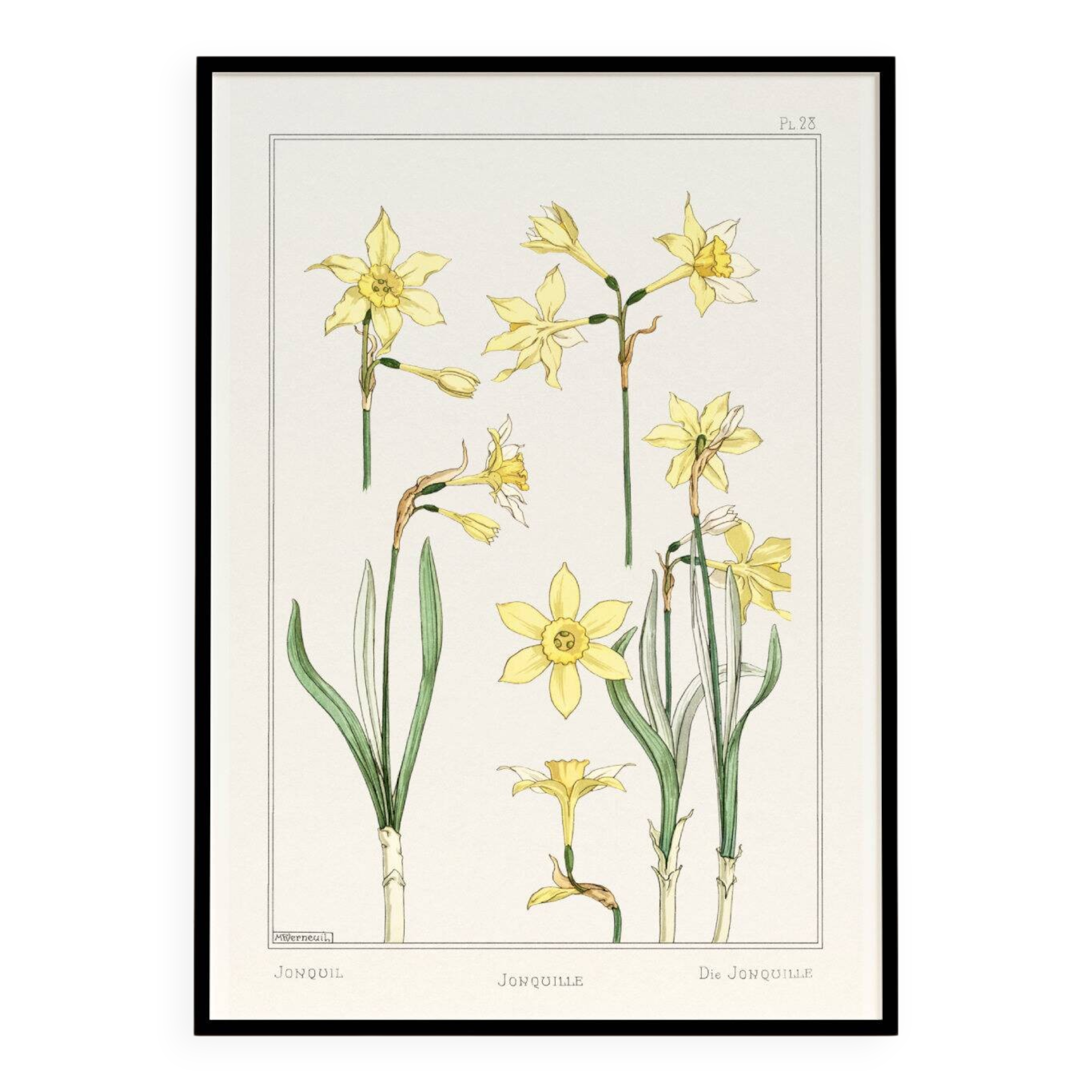 “Daffodil” poster, after an Art Nouveau lithograph from 1897