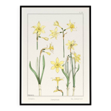 “Daffodil” poster, after an Art Nouveau lithograph from 1897