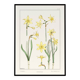 Poster "Daffodil", based on an Art Nouveau lithograph from 1897.