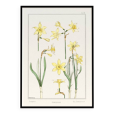 Poster "Daffodil", based on an Art Nouveau lithograph from 1897.