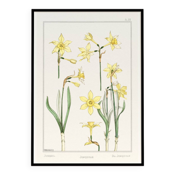 Poster "Daffodil", based on an Art Nouveau lithograph from 1897.