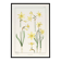Poster "Daffodil", based on an Art Nouveau lithograph from 1897.