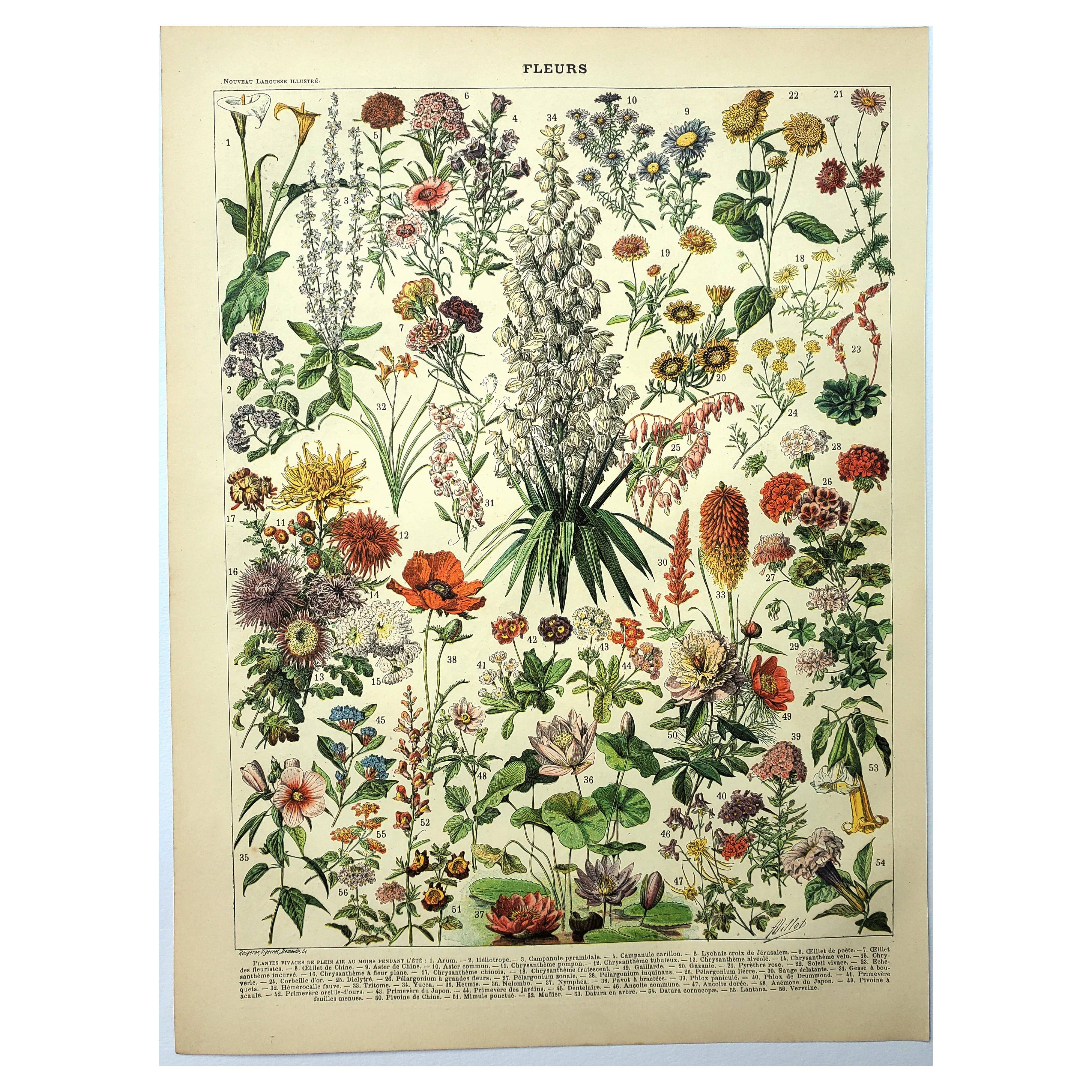 Gravure botanique 1897 - Fleurs et plantes, vivaces, arbres