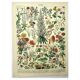 Gravure botanique 1897 - Fleurs et plantes, vivaces, arbres