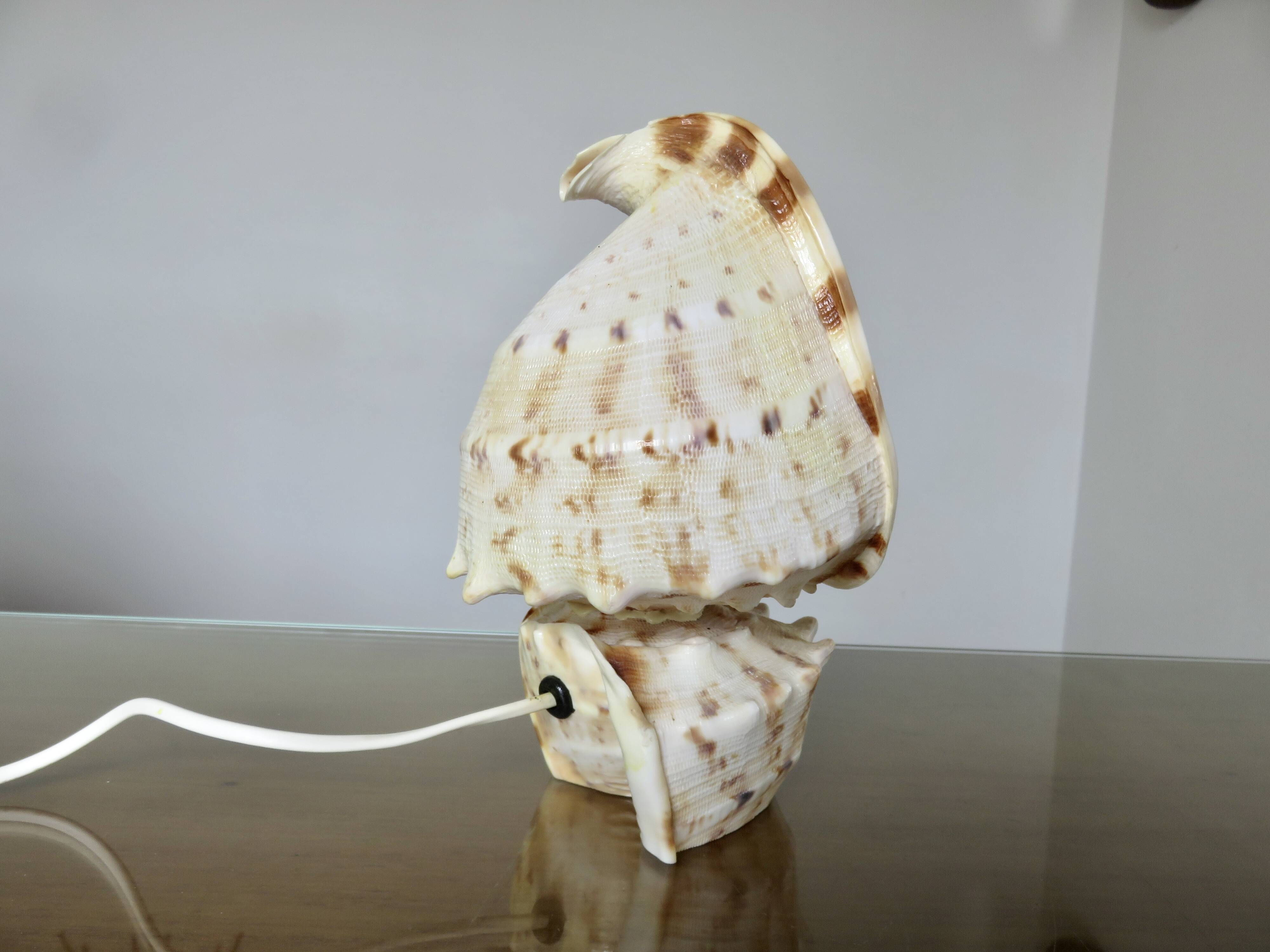 Lampe coquillage "cassis cornita" années 70