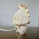 Lampe coquillage "cassis cornita" années 70