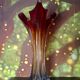 Murano glass vase, blown, gradient red, original antique label.