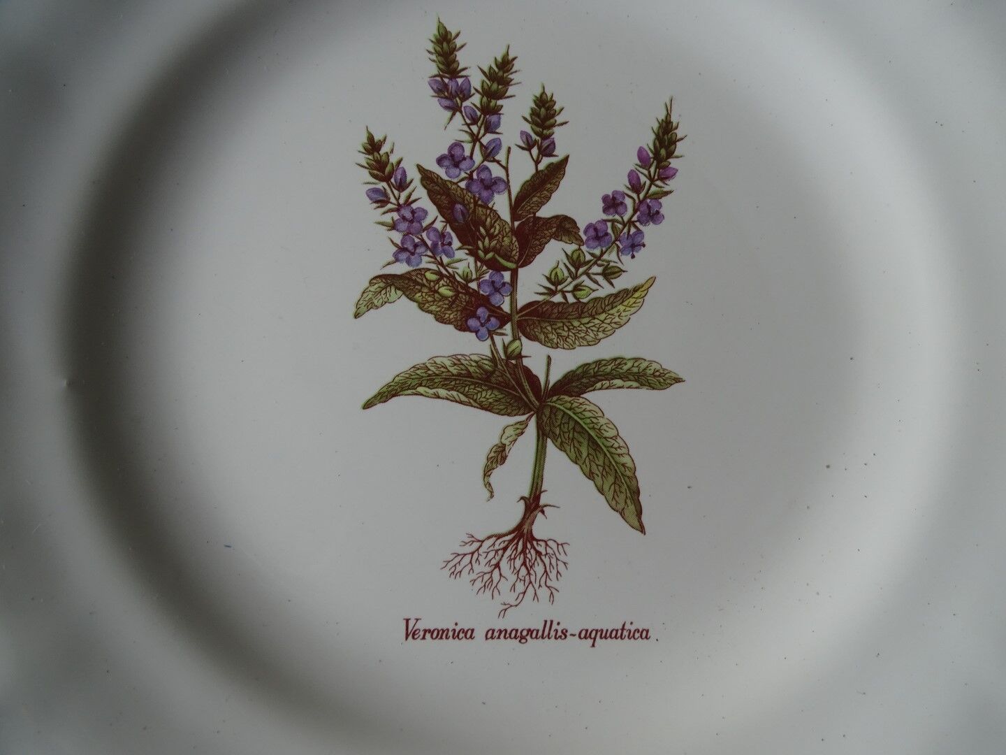 11 Plates decor plants , faience "'a d p" Haute Provence.