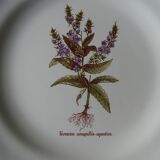 11 Plates decor plants , faience "'a d p" Haute Provence.