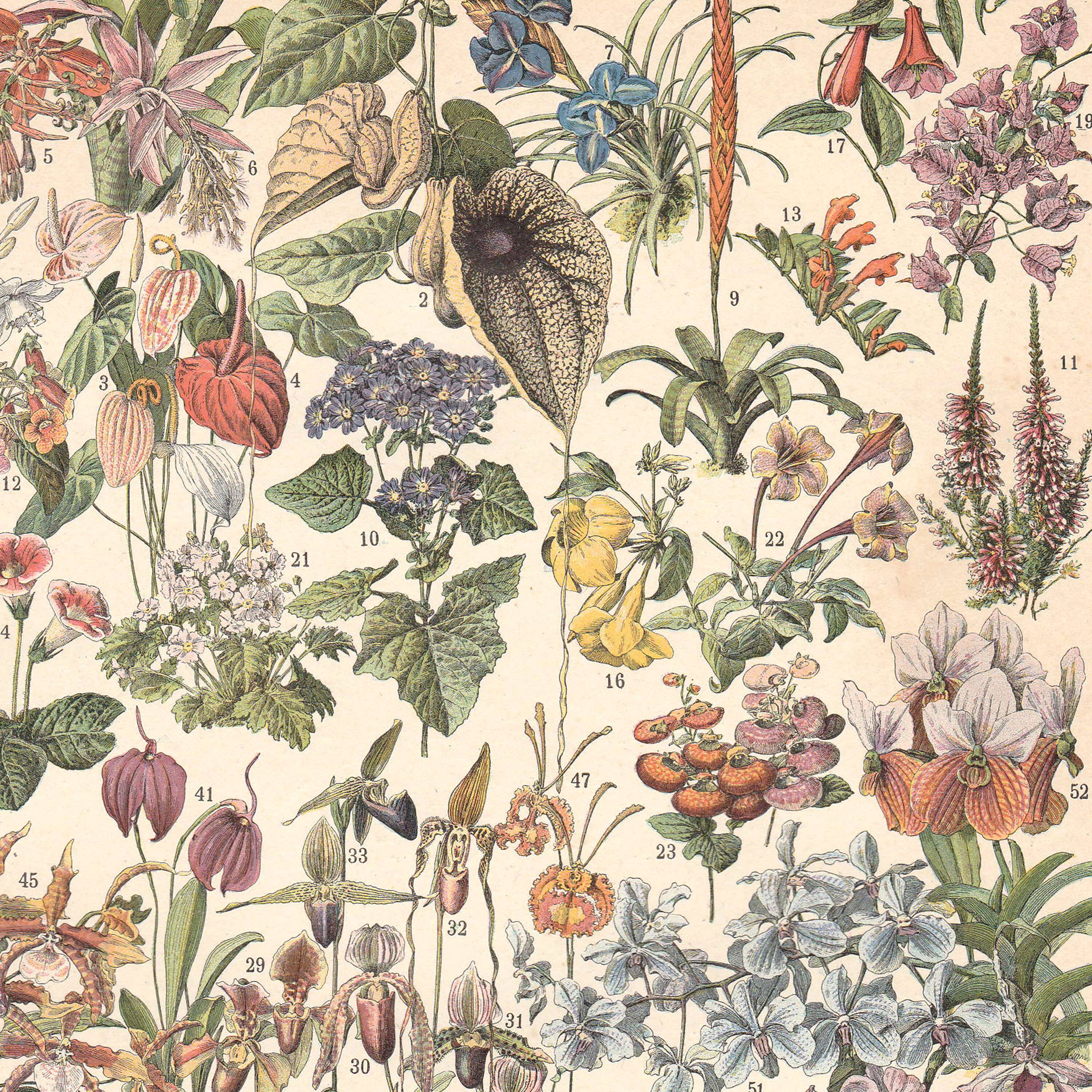 Old plate on greenhouse flowers and plants 1897