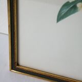 Lithographie oiseaux