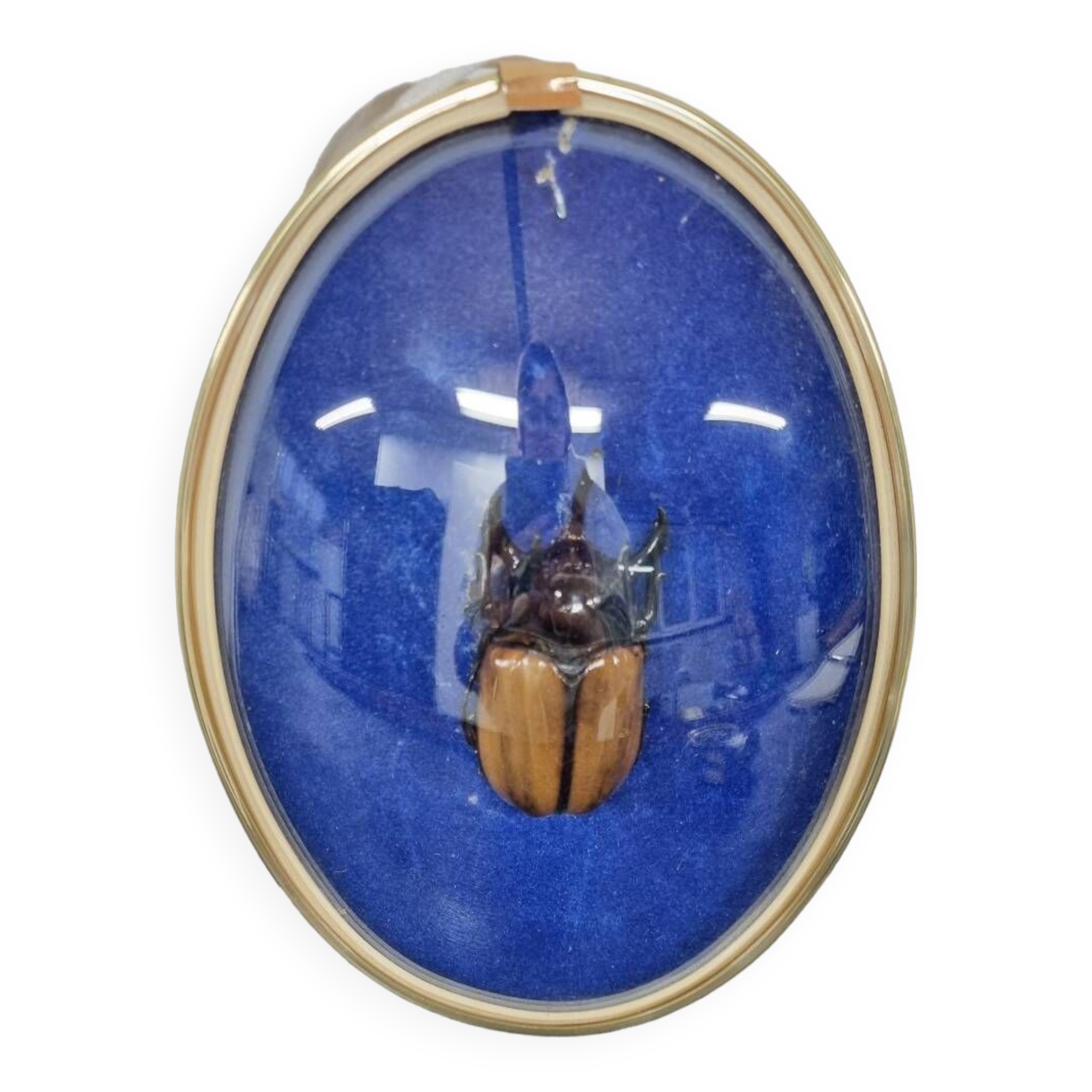 Beetle entomology box