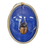 Beetle entomology box