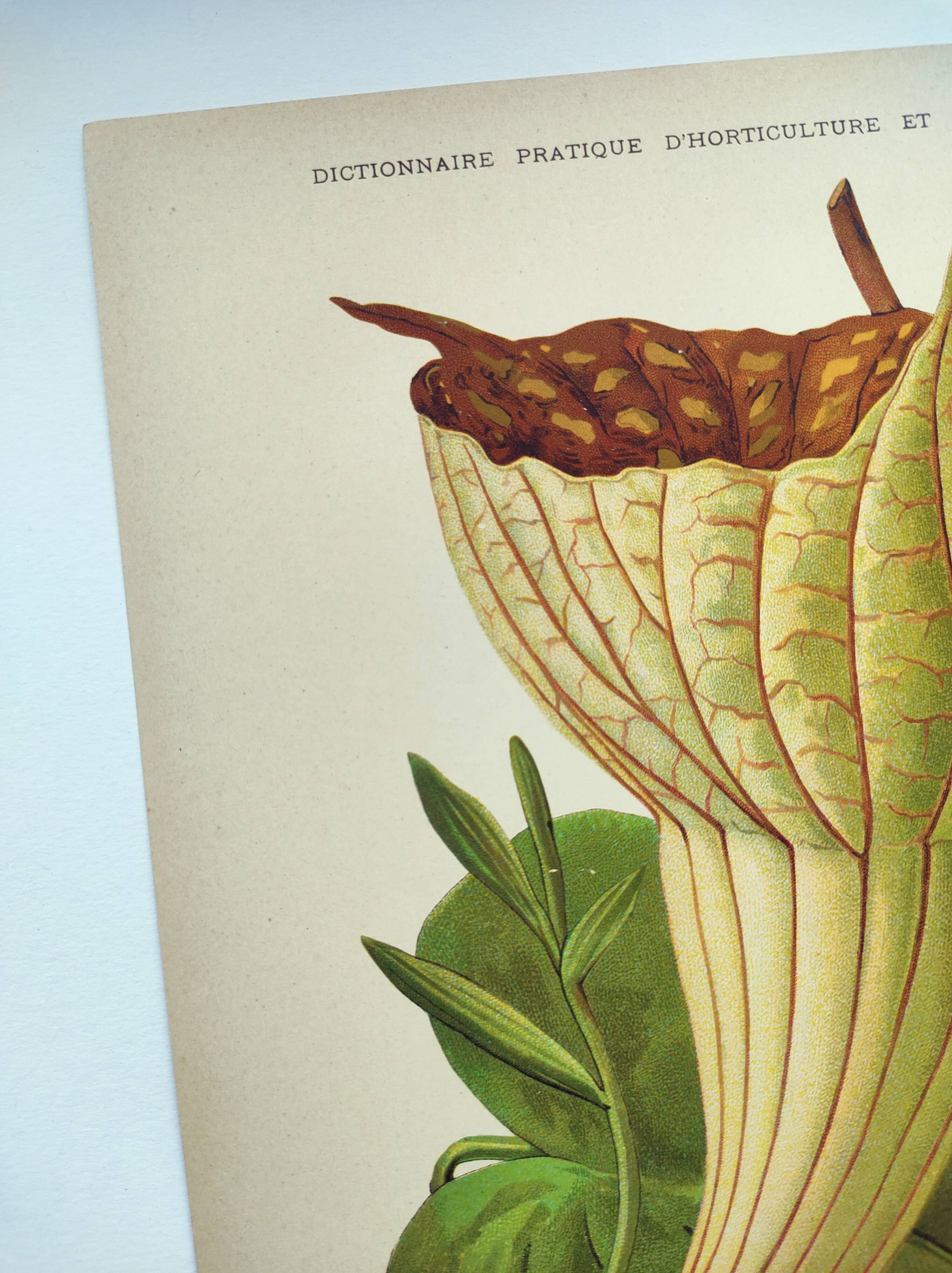 Botanical engraving from 1897 - Goldie's Aristolochia - Original plate. Old lithograph