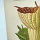 Botanical engraving from 1897 - Goldie's Aristolochia - Original plate. Old lithograph