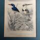 Bird engravings, bird illustration