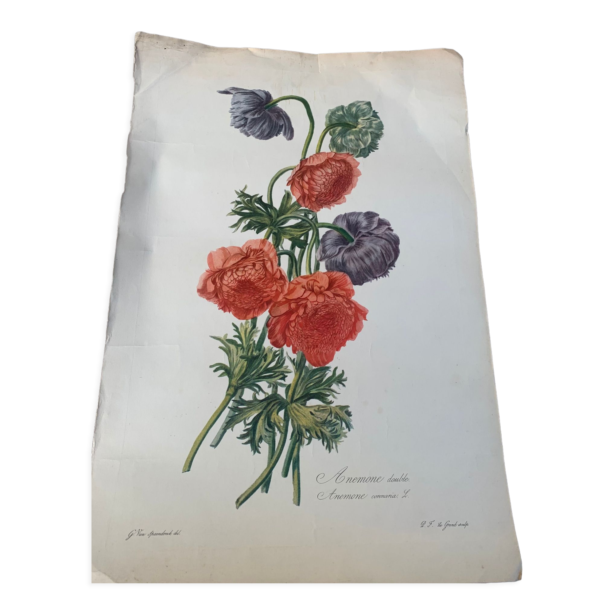 Lithograph, antique engraving double anemones, vintage and collector's herbarium style