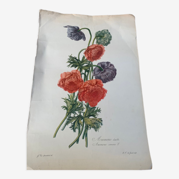 Lithographie gravure ancienne les anémones double, style herbier vintage et collector