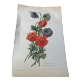 Lithographie gravure ancienne les anémones double, style herbier vintage et collector