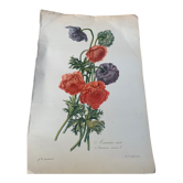 Lithographie gravure ancienne les anémones double, style herbier vintage et collector