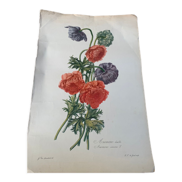 Lithographie gravure ancienne les anémones double, style herbier vintage et collector