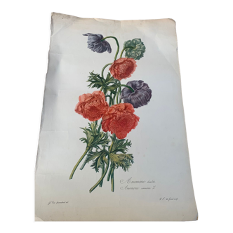 Lithograph, antique engraving double anemones, vintage and collector's herbarium style