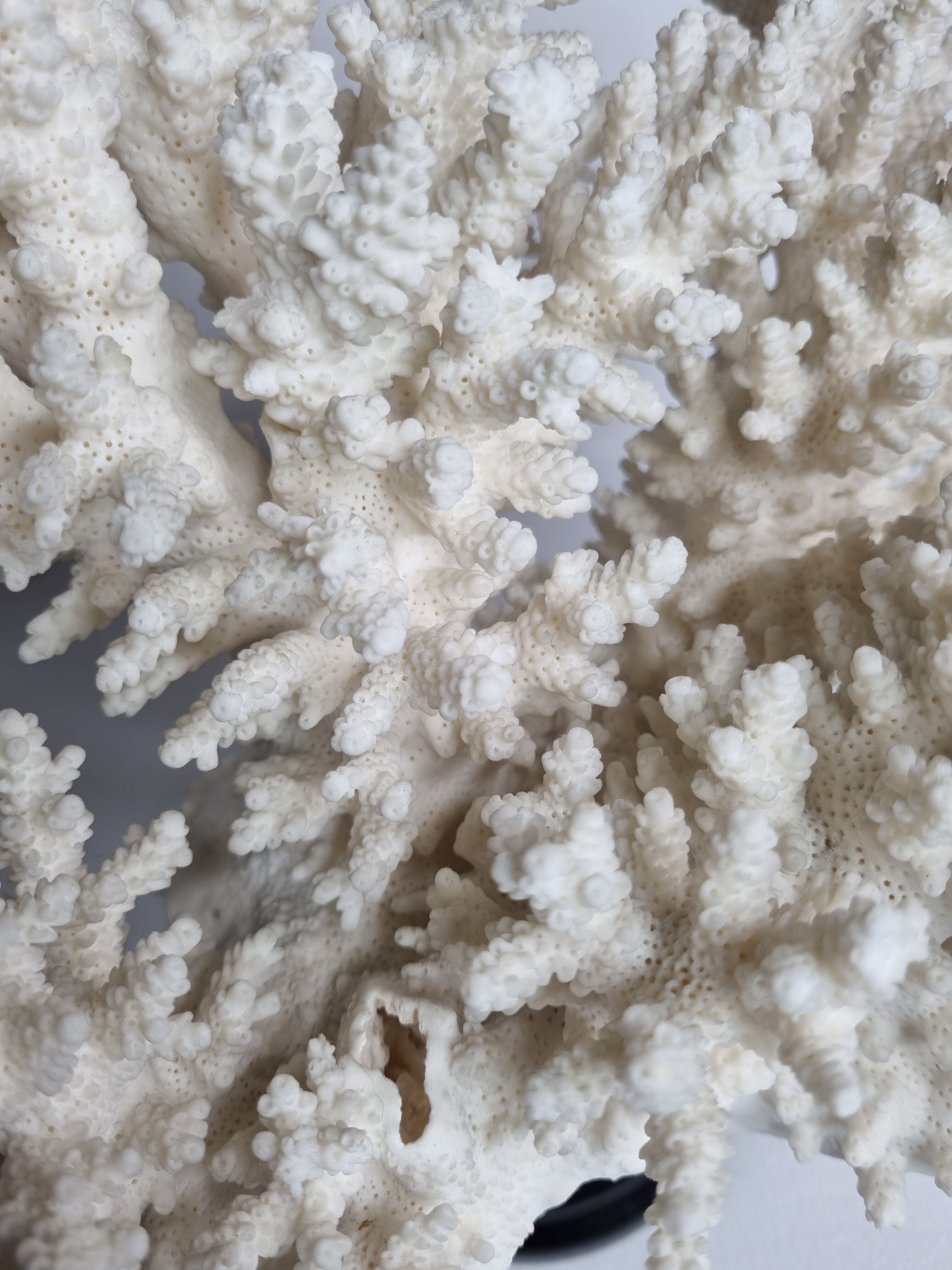 Old white coral in branches on base, 32 cm