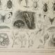 Old engraving 1922, Cabbage, vegetable garden, farm, agriculture, vegetable • Lithograph, original illustration
