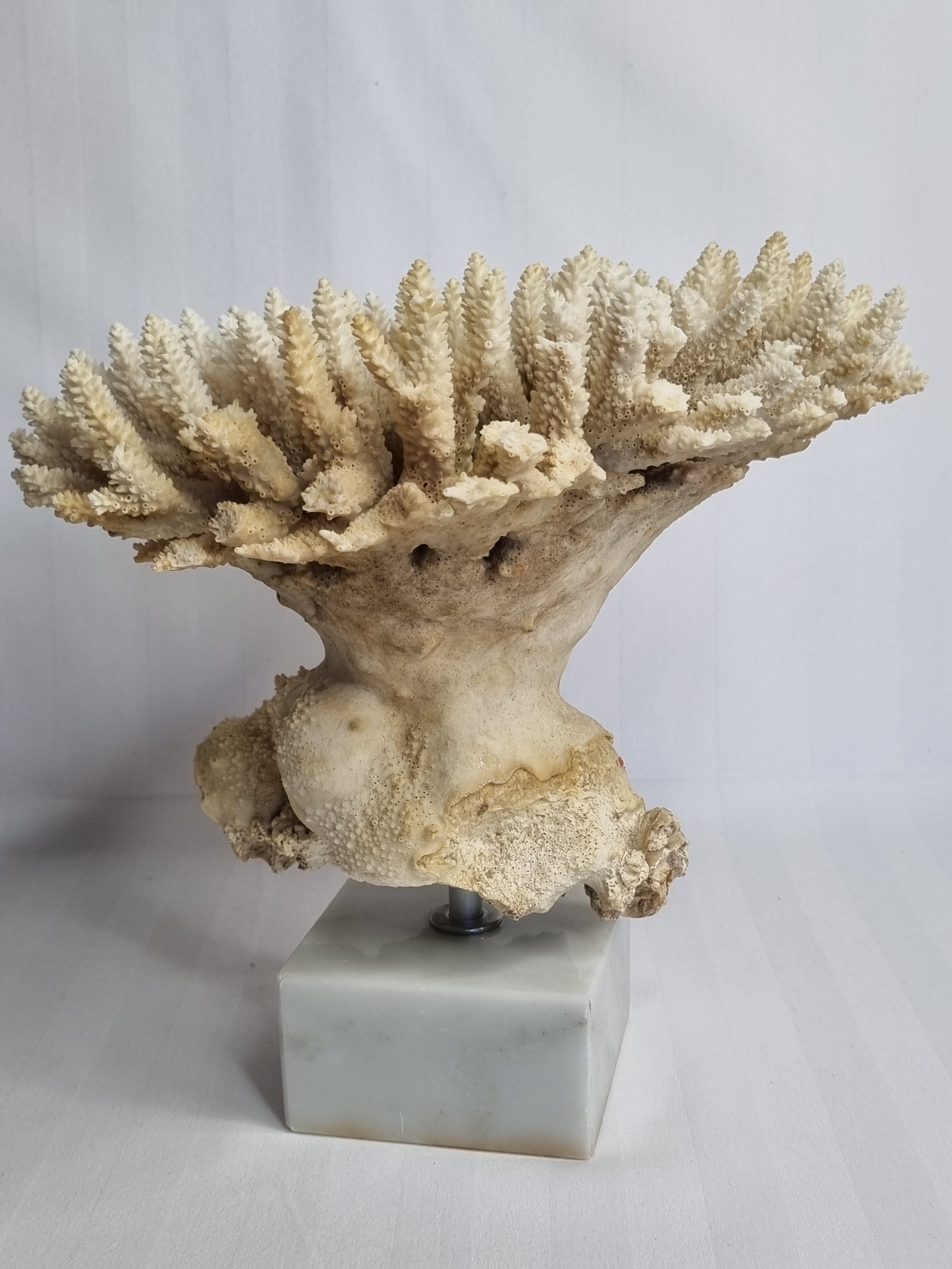 Old white coral Acropore on marble base, 25 cm