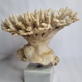 Ancien corail blanc Acropore sur socle en marbre, 25 cm