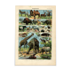 Old engraving from 1923 - Mammals of the world by A. Millot - Illustration