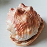 Helmet shell or bull's mouth