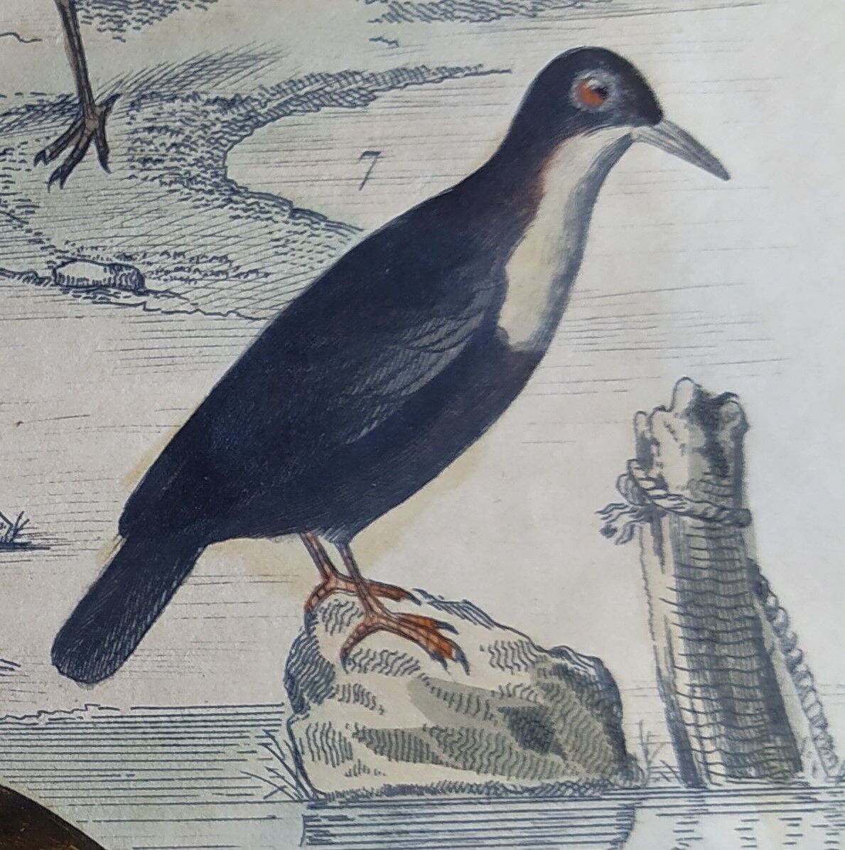 Original ornithological plate " Golden plover & with collar - Echasse - &c... " Buffon (1837)