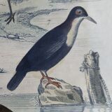 Original ornithological plate " Golden plover & with collar - Echasse - &c... " Buffon (1837)