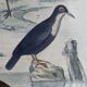 Planche ornithologique originale " Pluvier doré & à collier - Echasse - &c... " Buffon 1837