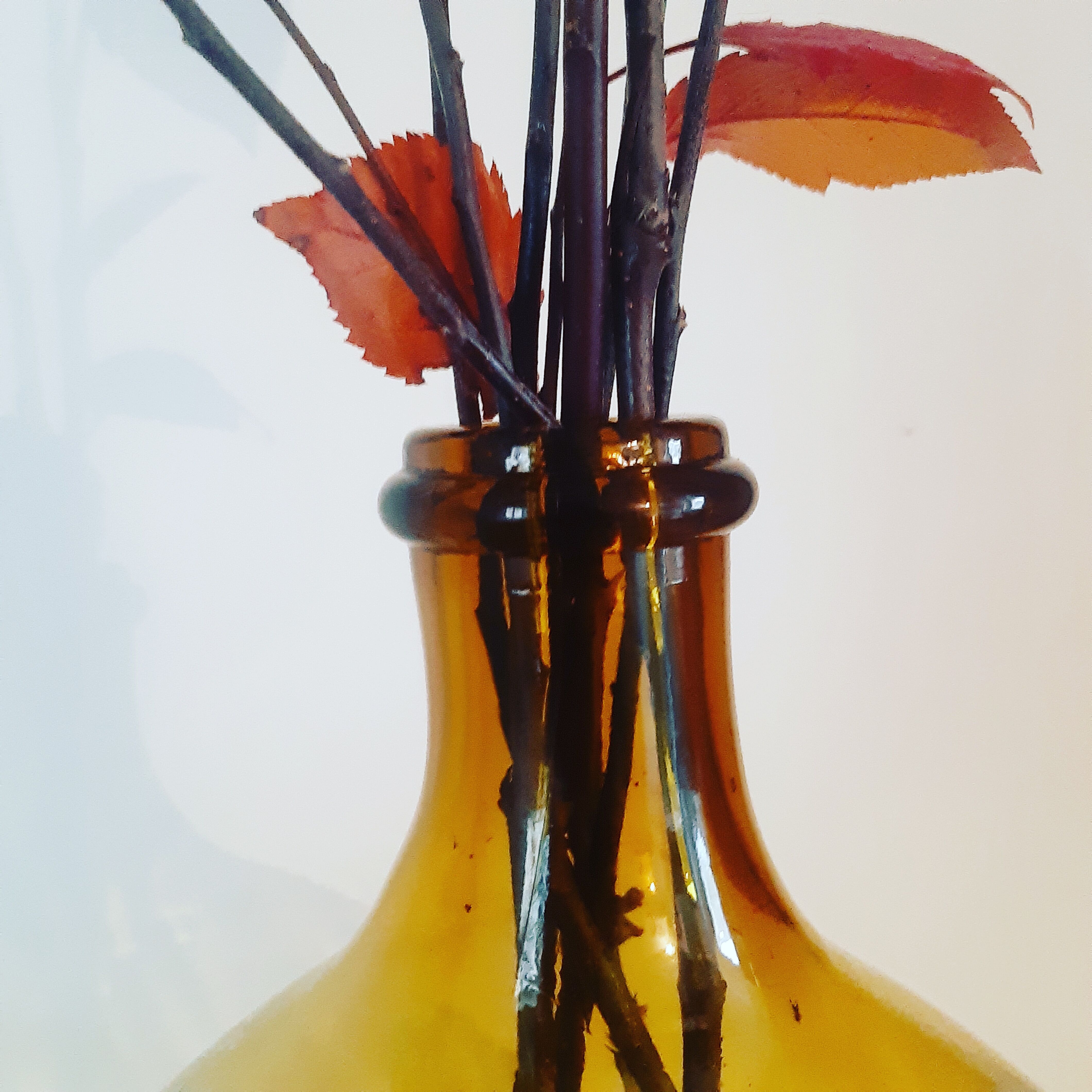 Demijohn of the 1950