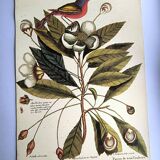 Antique bird engraving - Pincon 3 Colors - Zoological plate by Seligmann