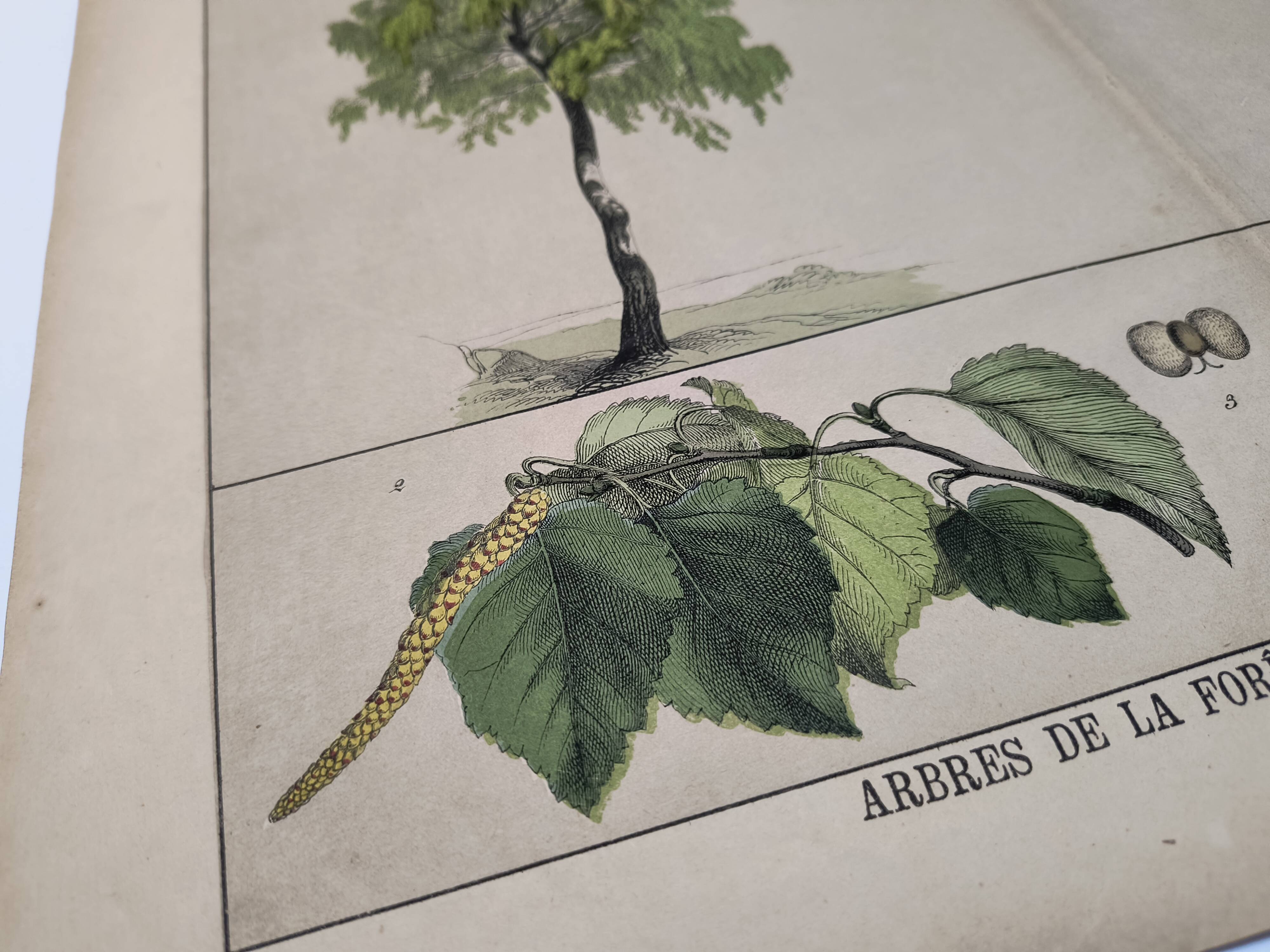 Planche botanique 1870. Arbres : Bouleau et Pin. Gravure ancienne