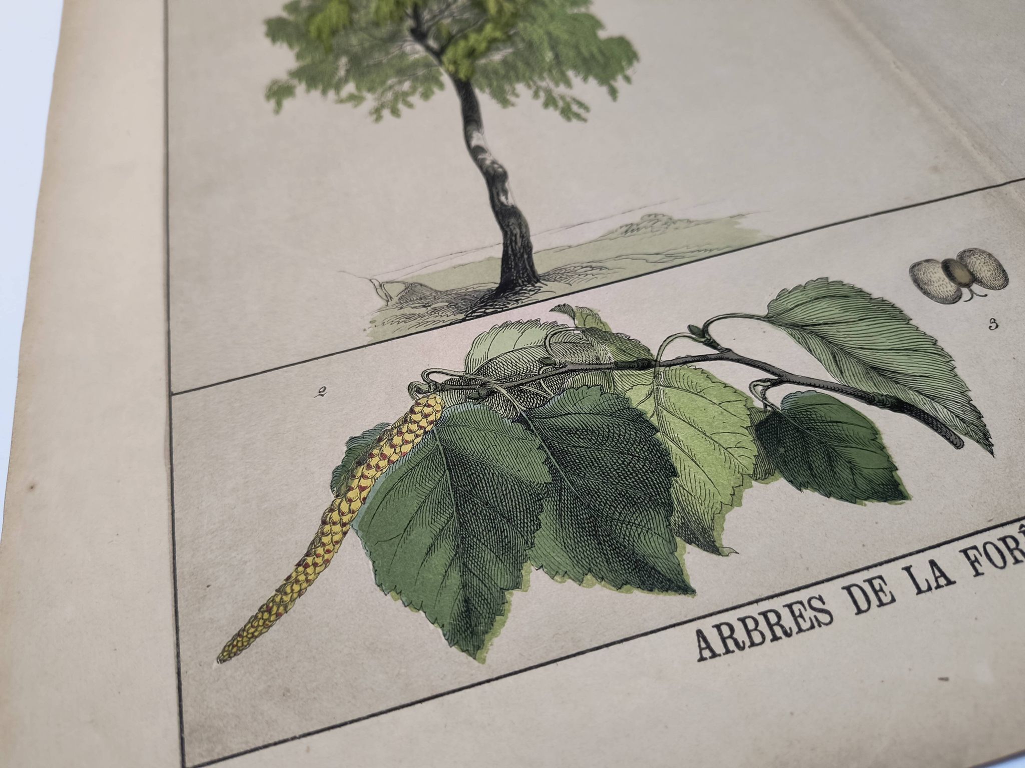 Planche botanique 1870. Arbres : Bouleau et Pin. Gravure ancienne