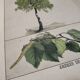 Planche botanique 1870. Arbres : Bouleau et Pin. Gravure ancienne